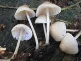 Mycena galericulata image