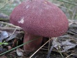 Tricholomopsis rutilans image