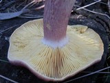 Tricholomopsis rutilans image
