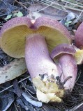 Tricholomopsis rutilans image
