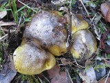 Tricholoma sejunctum image