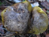 Tricholoma sejunctum image