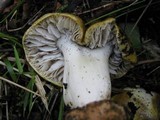 Tricholoma sejunctum image