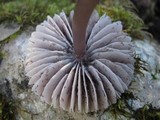 Mycena pura image