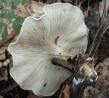 Rhodocybe popinalis image