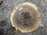 Lactarius turpis image