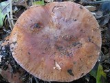 Tricholoma albobrunneum image