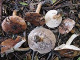 Tricholoma albobrunneum image