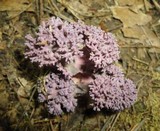 Ramaria purpurissima image