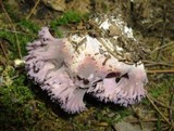Ramaria purpurissima image