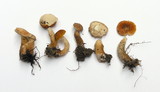 Gyroporus castaneus image