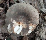 Russula crustosa image