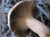Chroogomphus rutilus image