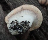 Rhodocybe gemina image