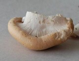 Rhodocybe gemina image