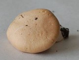 Rhodocybe gemina image