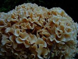 Sparassis crispa image