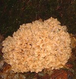 Sparassis crispa image