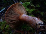 Lactarius rubrilacteus image
