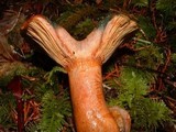 Lactarius rubrilacteus image