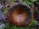 Lactarius rubrilacteus image