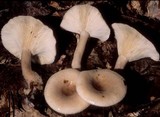 Lactarius cinereus image