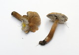 Gyroporus castaneus image