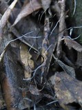Xylaria filiformis image