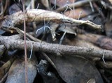 Xylaria filiformis image