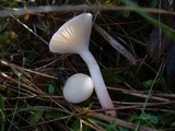 Hygrocybe virginea var. virginea image