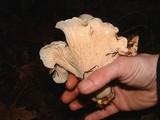Cantharellus subalbidus image