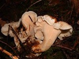 Cantharellus subalbidus image