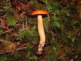 Lactarius luculentus image