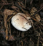 Lepiota clypeolaria image