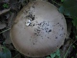 Amanita sect. Vaginatae image
