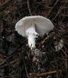 Lepiota clypeolaria image