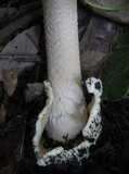 Amanita sect. Vaginatae image