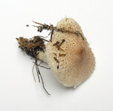 Lepiota clypeolaria image