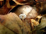 Crinipellis zonata image
