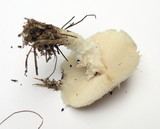 Lepiota clypeolaria image