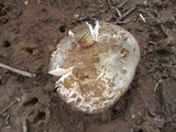 Amanita roseolamellata image