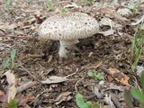 Amanita luteolovelata image
