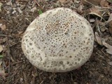 Amanita luteolovelata image