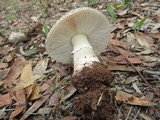 Amanita luteolovelata image