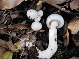 Hygrophorus eburneus image