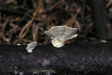 Cerrena unicolor image