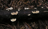 Cerrena unicolor image
