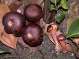 Chroogomphus vinicolor image