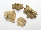 Cerrena unicolor image