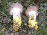 Gomphidius oregonensis image